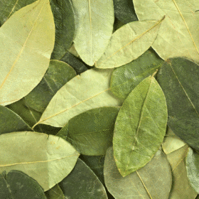 La hoja de coca y su uso en el Ecuador prehispánico