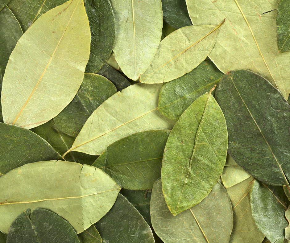La hoja de coca y su uso en el Ecuador prehispánico