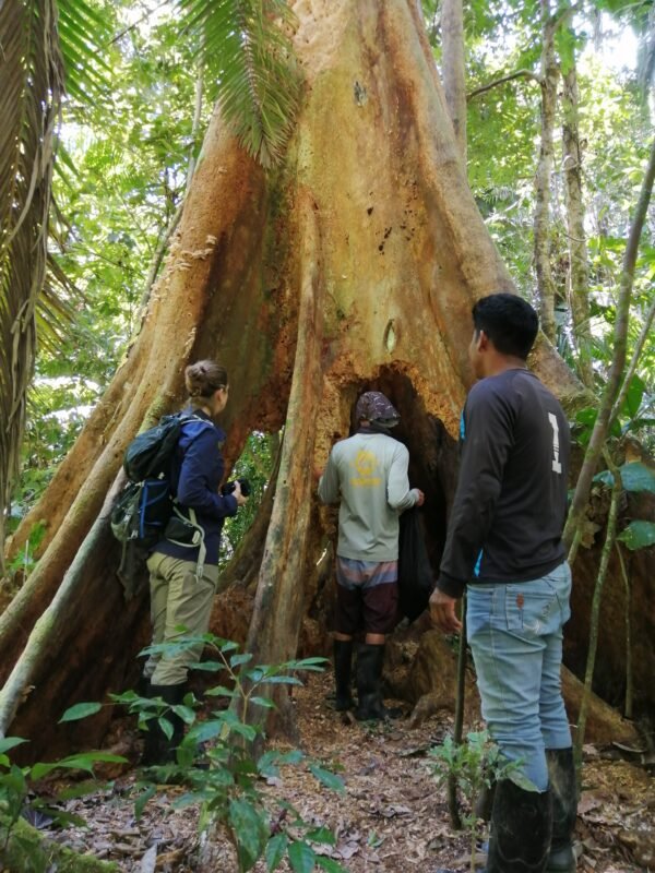 El guía local del Yasuní, el kichwa Holmer Machoa en un tour mostrando una experiencia inolvidable en el Yasuní