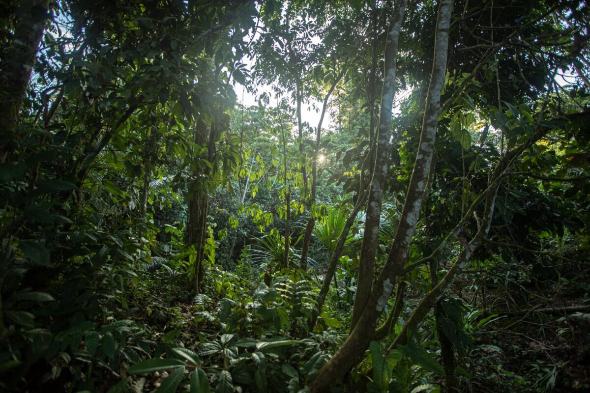 Kawsak Sacha en Ecuador: proteger la Amazonía es defender salud, agua, cultura y clima.