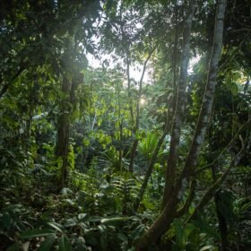 Kawsak Sacha en Ecuador: proteger la Amazonía es defender salud, agua, cultura y clima.