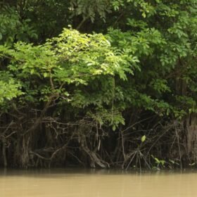 Rio amazonico en Ecuador