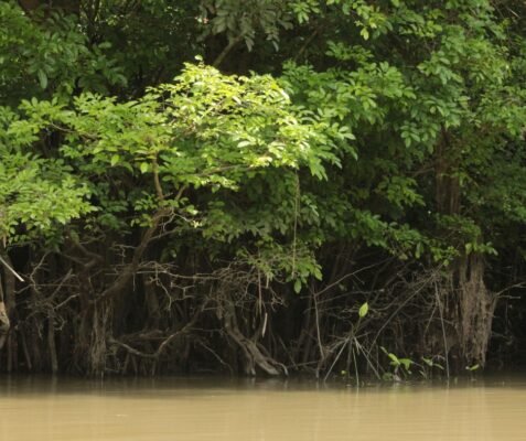 Amazon River in Ecuador