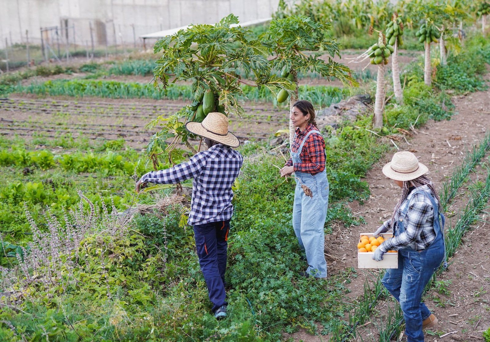 Farmers on a diverse agroecological farm
