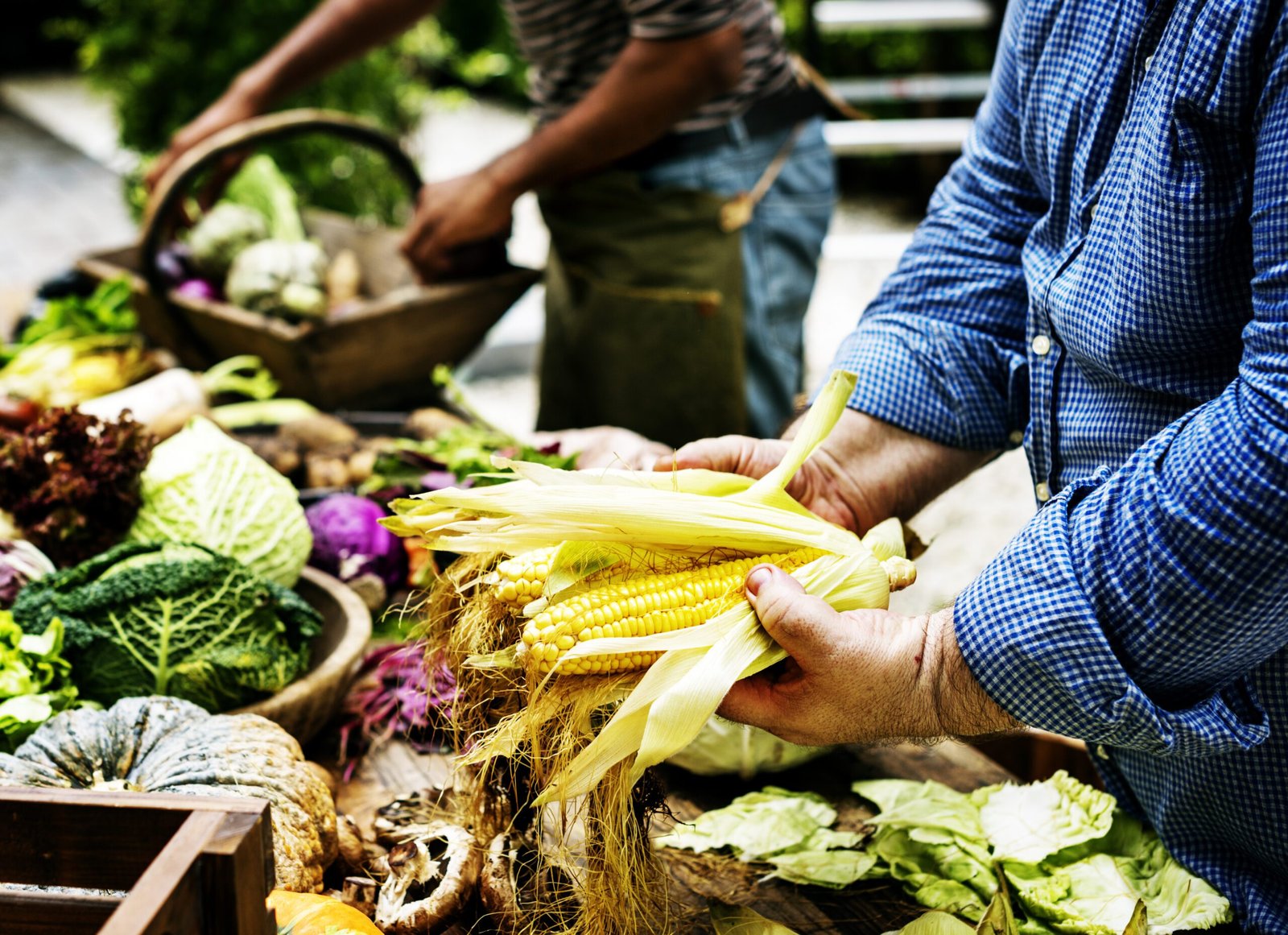 Manos seleccionando mazorcas de maíz
