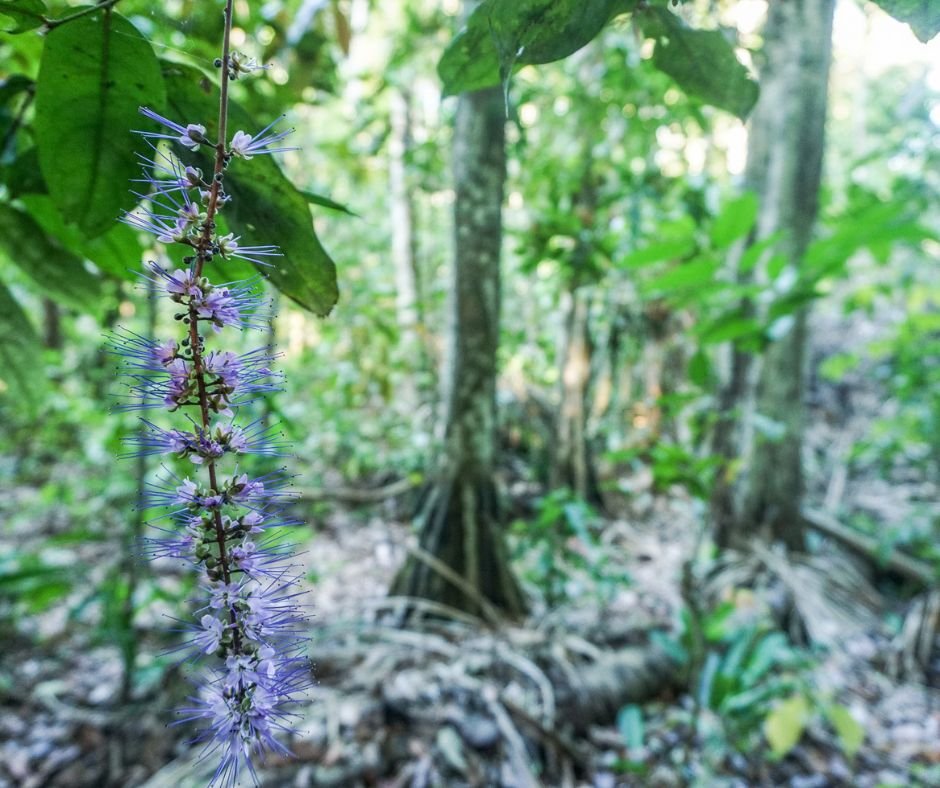 Amazon rainforest in Bolivia